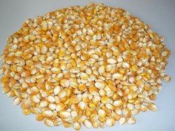 Manufacturers Exporters and Wholesale Suppliers of Animal Feed Corn Hyderabad Andhra Pradesh
